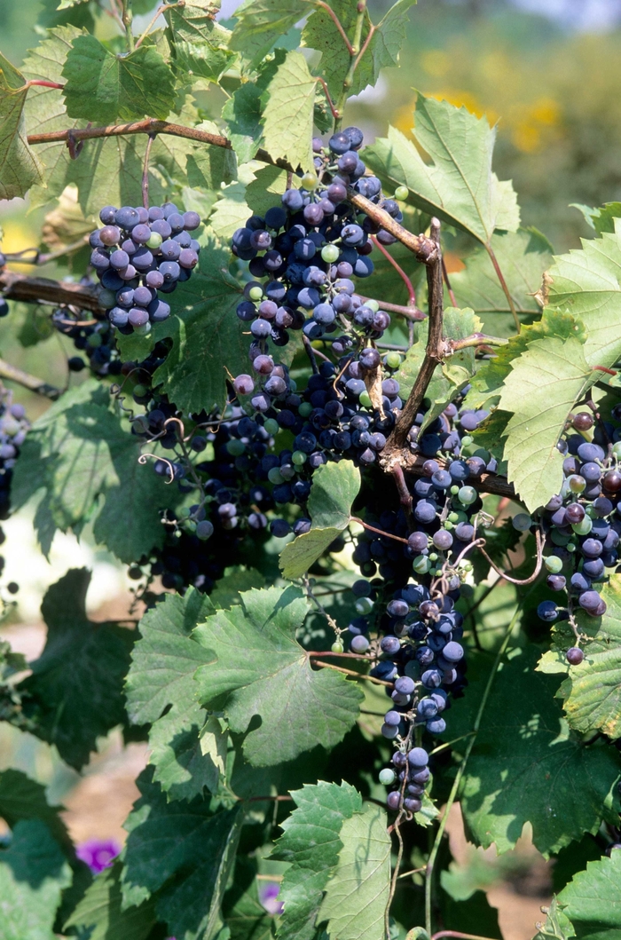 Frontenac Grape - Vitis 