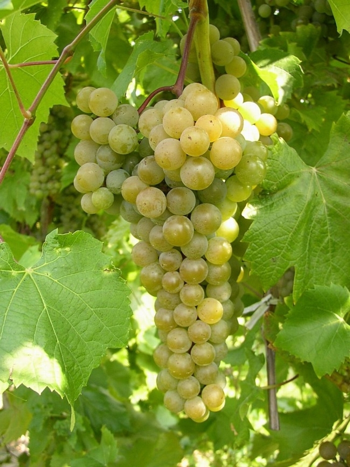 La Crescent Grape - Vitis 
