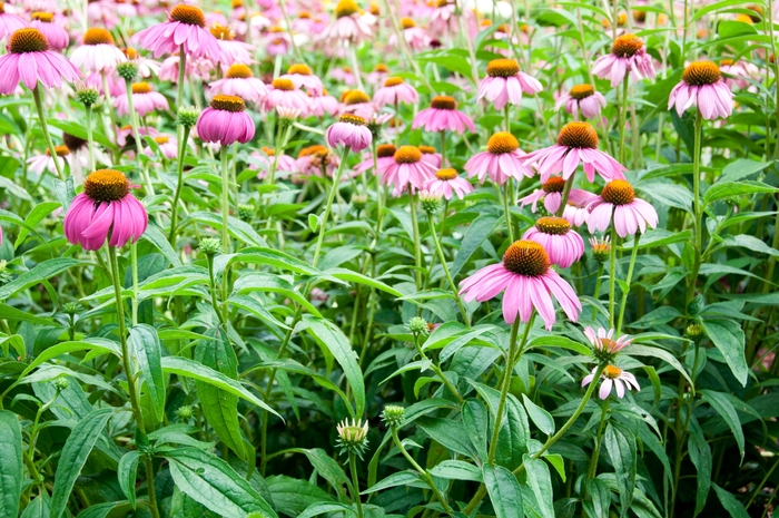 'Primadonna Deep Rose' Purple Coneflower - Echinacea purpurea 'Primadonna Deep Rose' Purple Coneflower - Echinacea purpurea