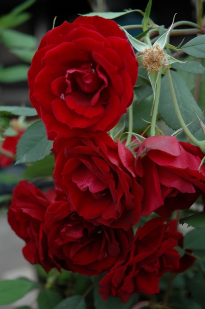 Hope for Humanity Rose - Rose Hope for Humanity Rose - Rose