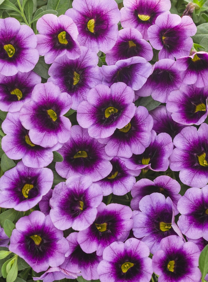 Superbells® 'Blue Moon Punch™' - Calibrachoa Superbells® 'Blue Moon Punch™' - Calibrachoa