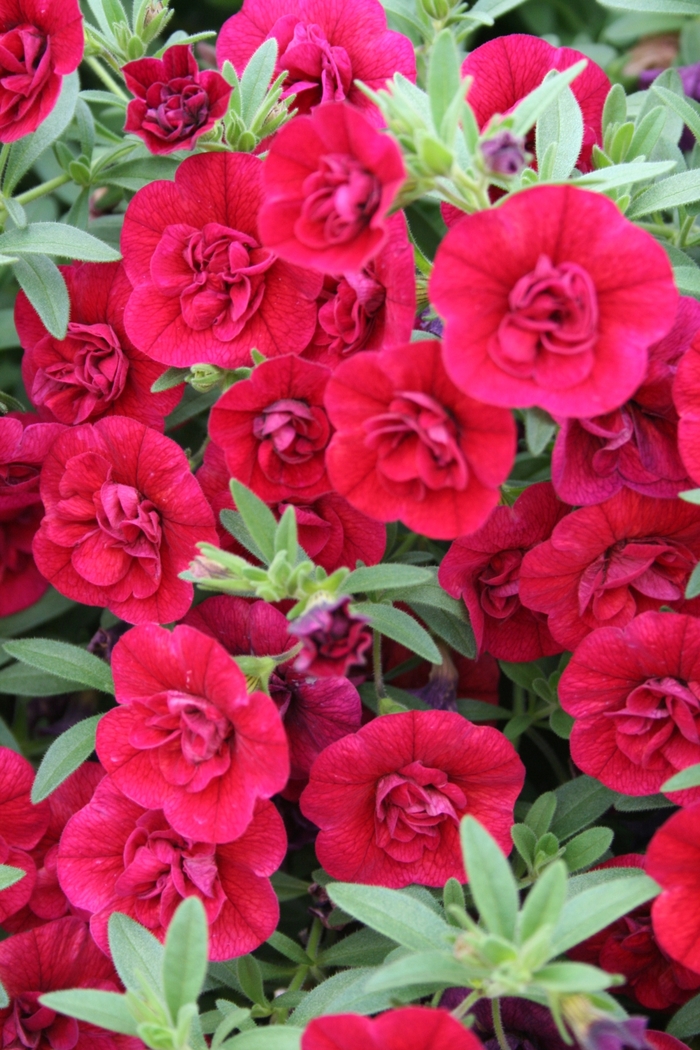 Superbells® Double Ruby - Calibrachoa hybrid Superbells® Double Ruby - Calibrachoa hybrid