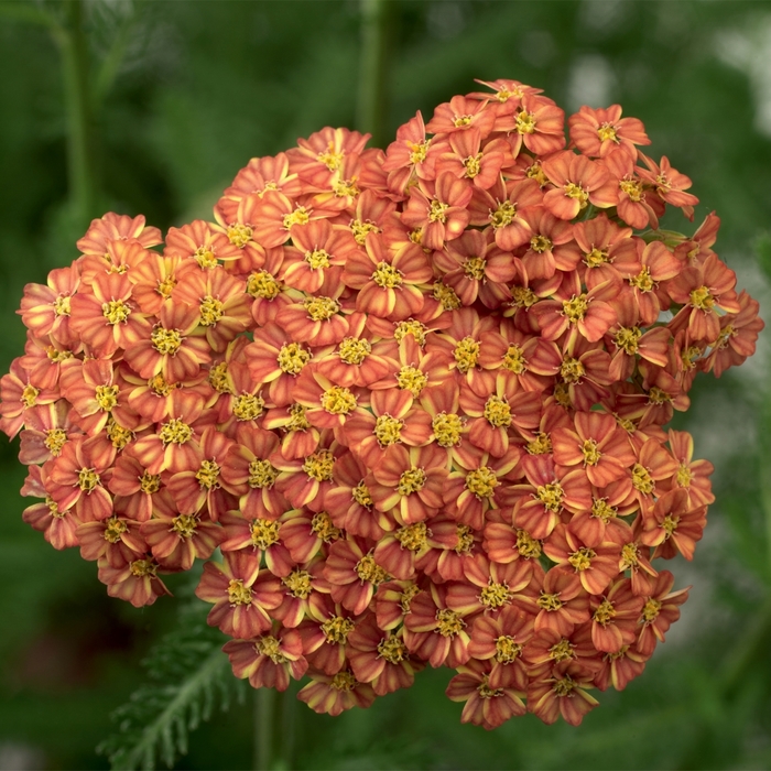 Yarrow - Achillea hybrida 'Desert Eve Terracotta' Yarrow - Achillea hybrida 'Desert Eve Terracotta'