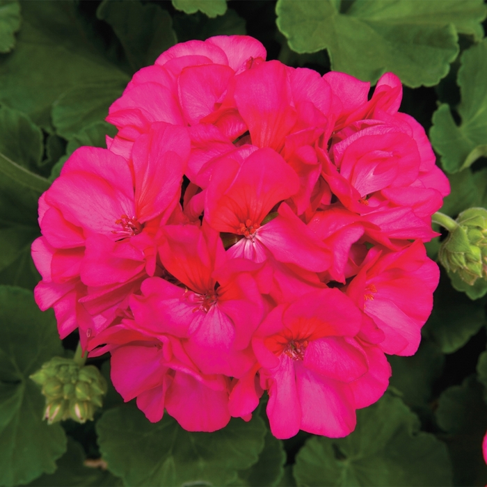 Pelargonium X Hortorum 'Rocky Mountain Violet' | Zonal Geranium | Jim ...