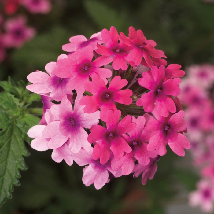 Lanai&reg; 'Bright Eye' - Verbena 