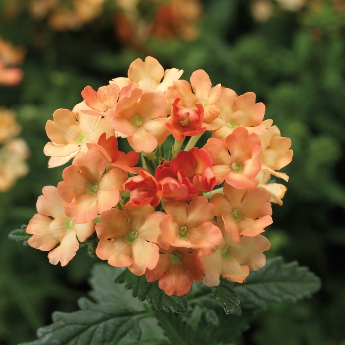 Verbena - Verbena hybrida 'Obsession Apricot' Verbena - Verbena hybrida 'Obsession Apricot'