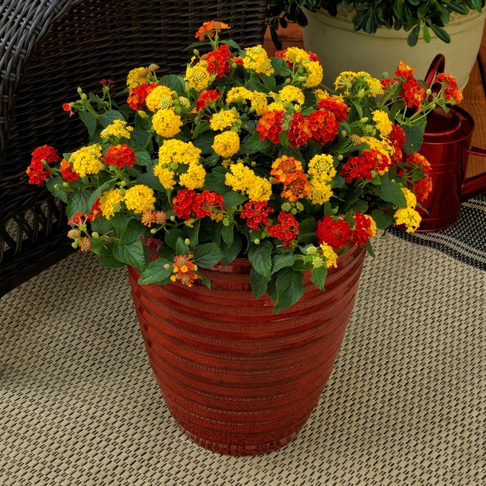 I Like It Hot - Kwik Kombo I Like It Hot - Kwik Kombo