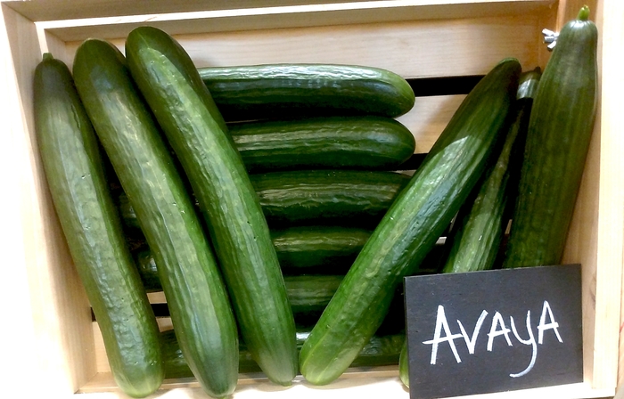 English Cucumber - Cucurmis sativa 'Avaya'
