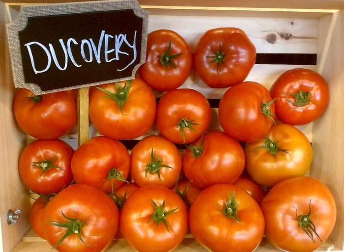 Beefsteak Tomato - Solanum lycopersicum 'Ducovery'