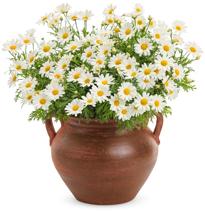 Pure White Butterfly® - Argyranthemum frutescens
