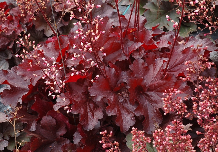 Coral Bells - Heuchera 'Forever Red' Coral Bells - Heuchera 'Forever Red'