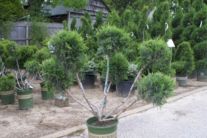Mint Julep® Juniper Pom Pom - Juniperus chinensis PPOM