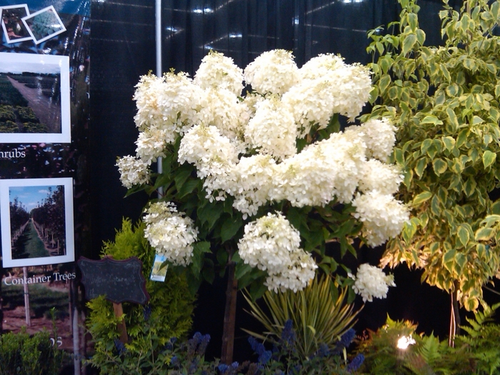 Phantom Hydrangea Tree Form - Hydrangea paniculata 'Phantom' Phantom Hydrangea Tree Form - Hydrangea paniculata 'Phantom'