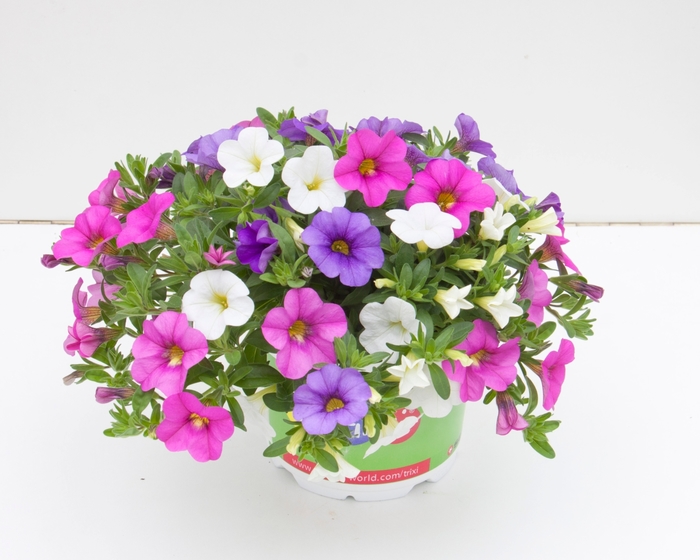 Trixi® 'Party Favor' - Calibrachoa 