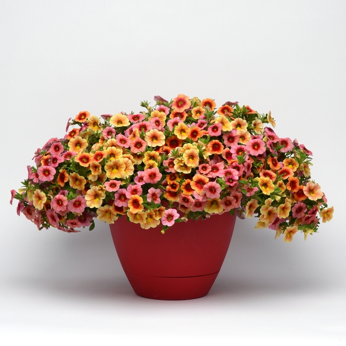 Trixi® 'Batting Eyes' - Calibrachoa 