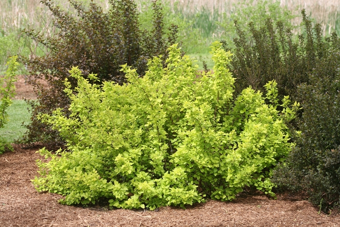 Festivus Gold® - Physocarpus opulifolius Festivus Gold® - Physocarpus opulifolius