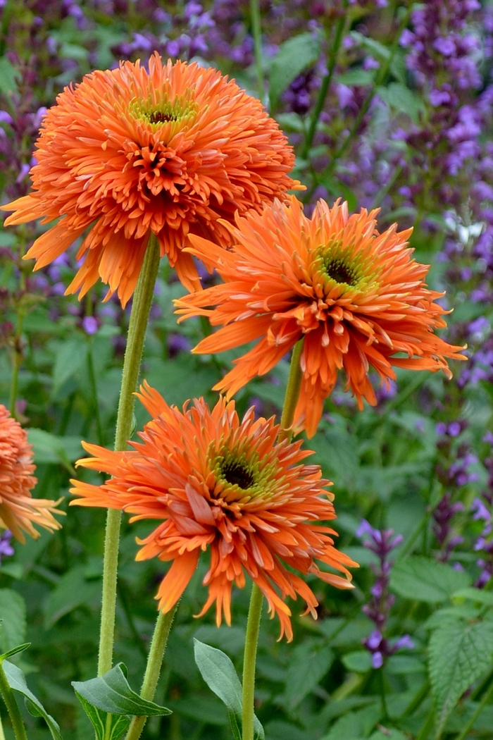'Colorburst Orange' Coneflower - Echinacea 'Colorburst Orange' 'Colorburst Orange' Coneflower - Echinacea 'Colorburst Orange'