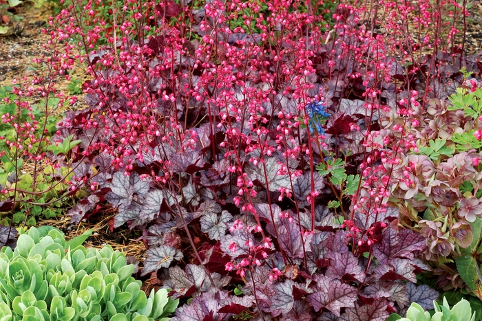 Coral Bells - Heuchera 'Glitter' Coral Bells - Heuchera 'Glitter'