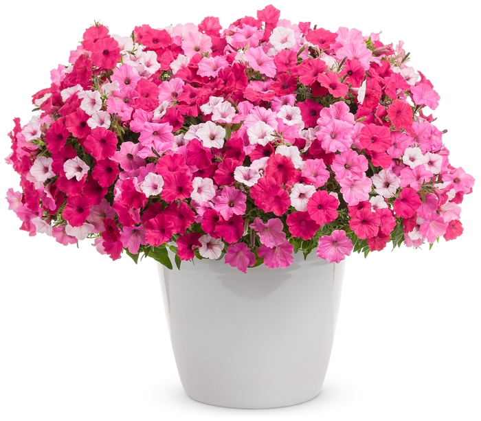 Supertunia® Vista Bubblegum - Petunia hybrid Supertunia® Vista Bubblegum - Petunia hybrid