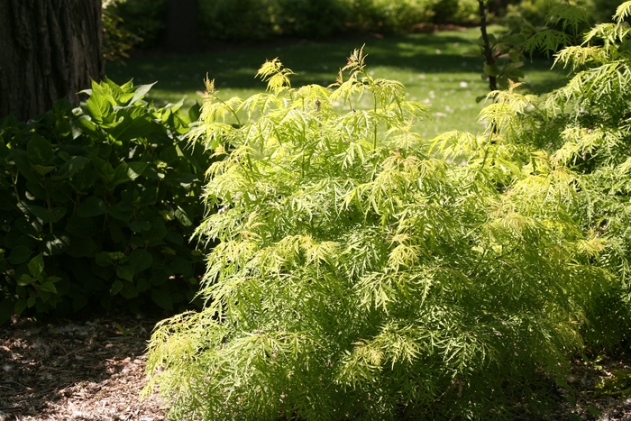 Lemony Lace® - Sambucus racemosa Lemony Lace® - Sambucus racemosa