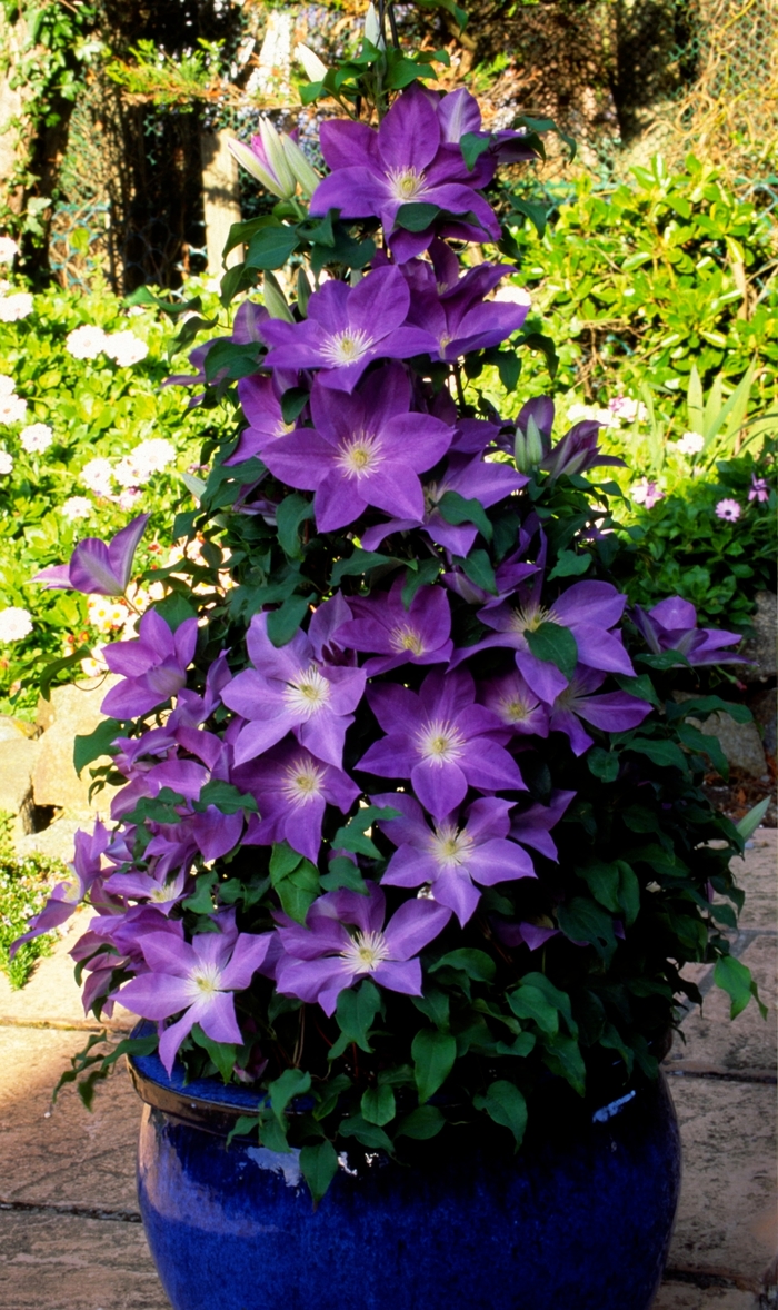 Clematis | Diana's Delight | Jim Whiting Nursery