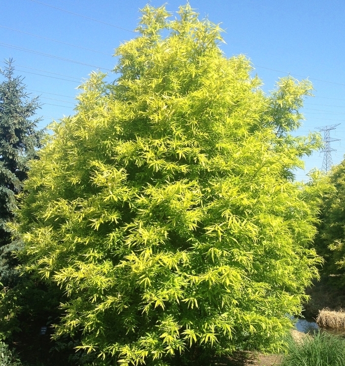 Willow - Salix sachalinensis 'Golden Sunshine'