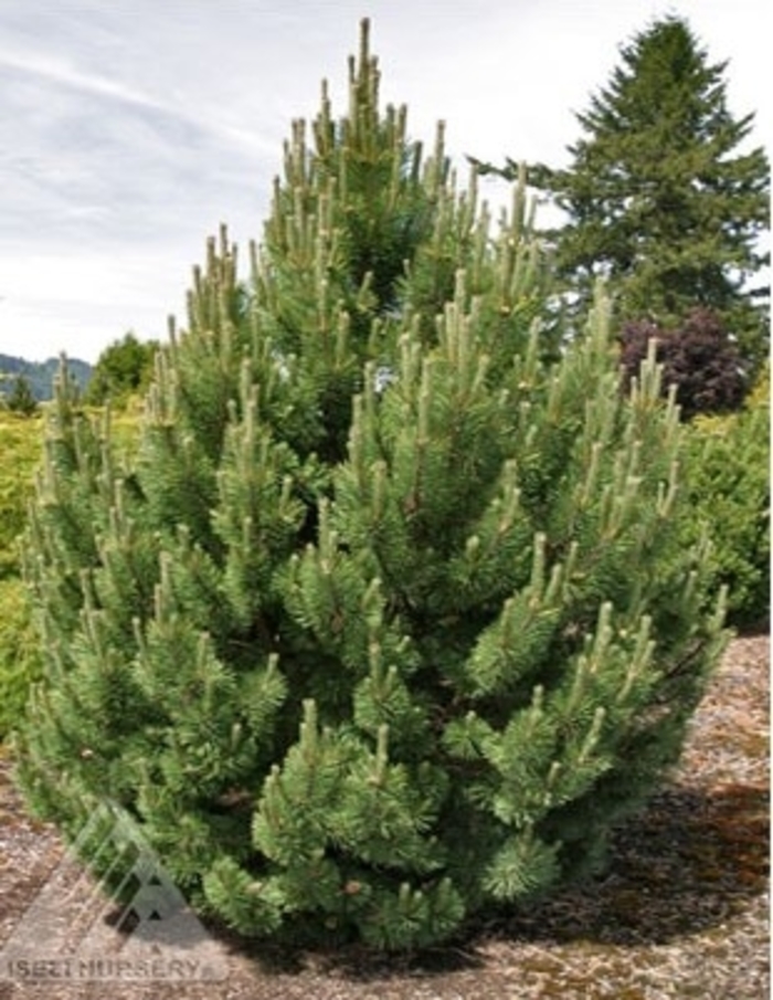 Tannenbaum Mugo - Mugo Pine