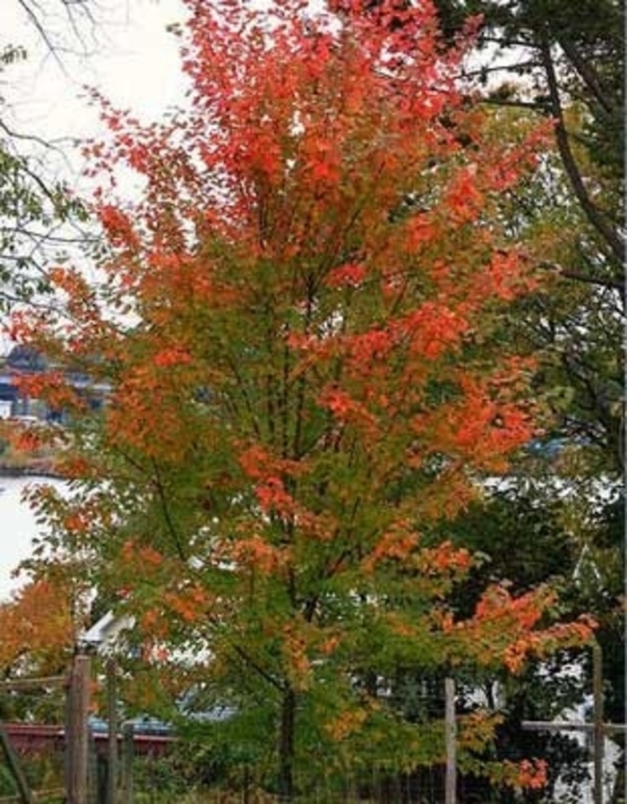 Acer X Freemanii 'Marmo' | Marmo Maple | Jim Whiting Nursery