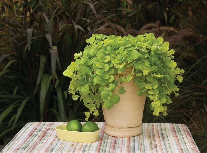 'Goldilocks' Creeping Jenny - Lysimachia nummularia