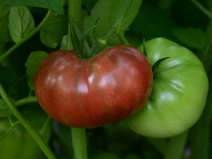 Heirloom Marriage™ Cherokee - Lycopersicon esculentum 'Cherokee Carbon' (Beefsteak Tomato)