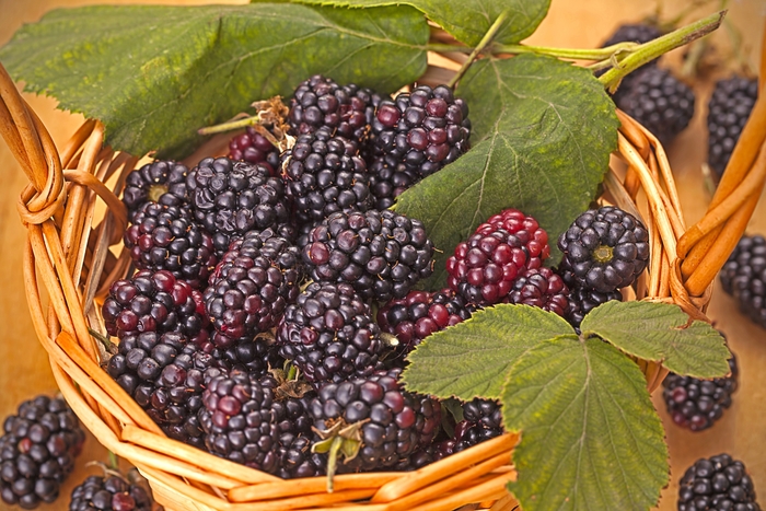 Blackberry - Rubus ''Darrow''