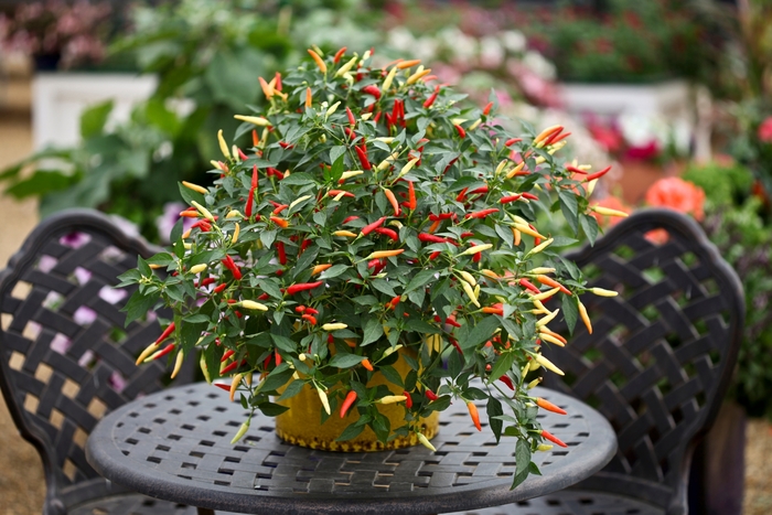 Ornamental Pepper - Pepper 'Basket of Fire'