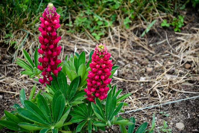 Lupine - Lupinus polyphyllus 'Gallery Mini Red'
