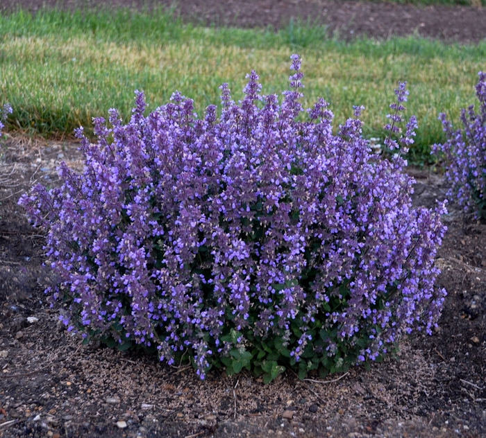 'Cat's Pajamas' Catmint - Nepeta 