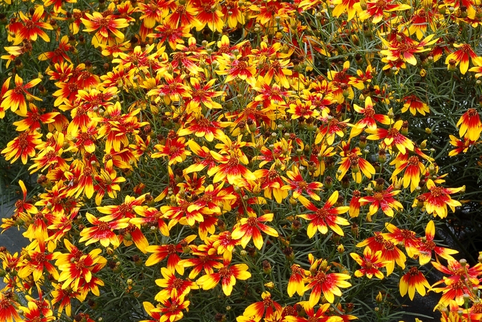 Tickseed - Coreopsis verticillata Lightning Bug Tickseed - Coreopsis verticillata Lightning Bug