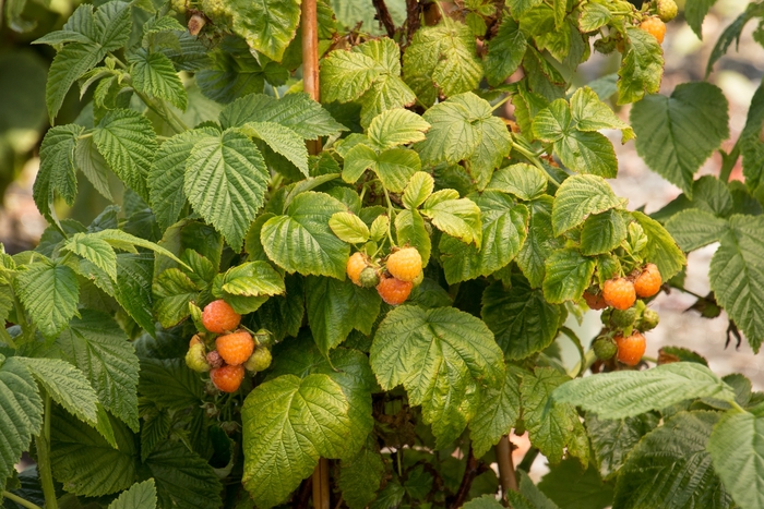 Fall Gold Raspberry - Rubus 