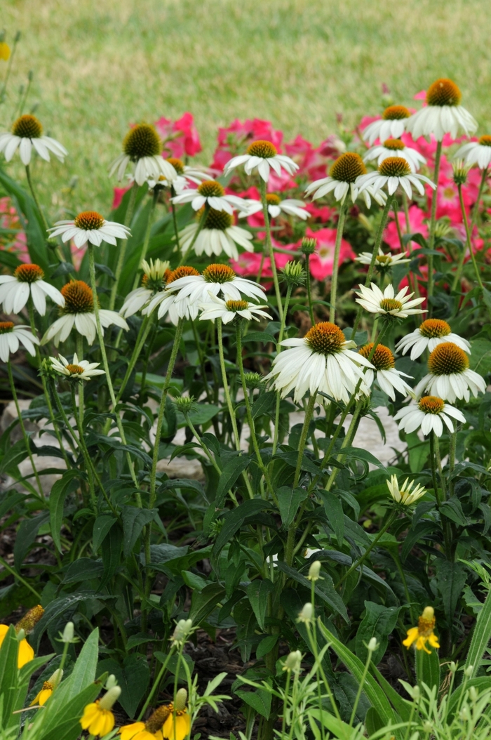 Coneflower - Echinacea purpurea 'PowWow' White