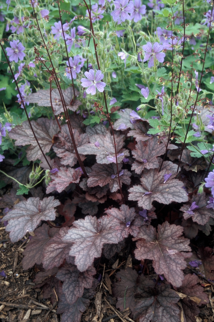 'Plum Pudding' Coral Bell - Heuchera 'Plum Pudding' Coral Bell - Heuchera