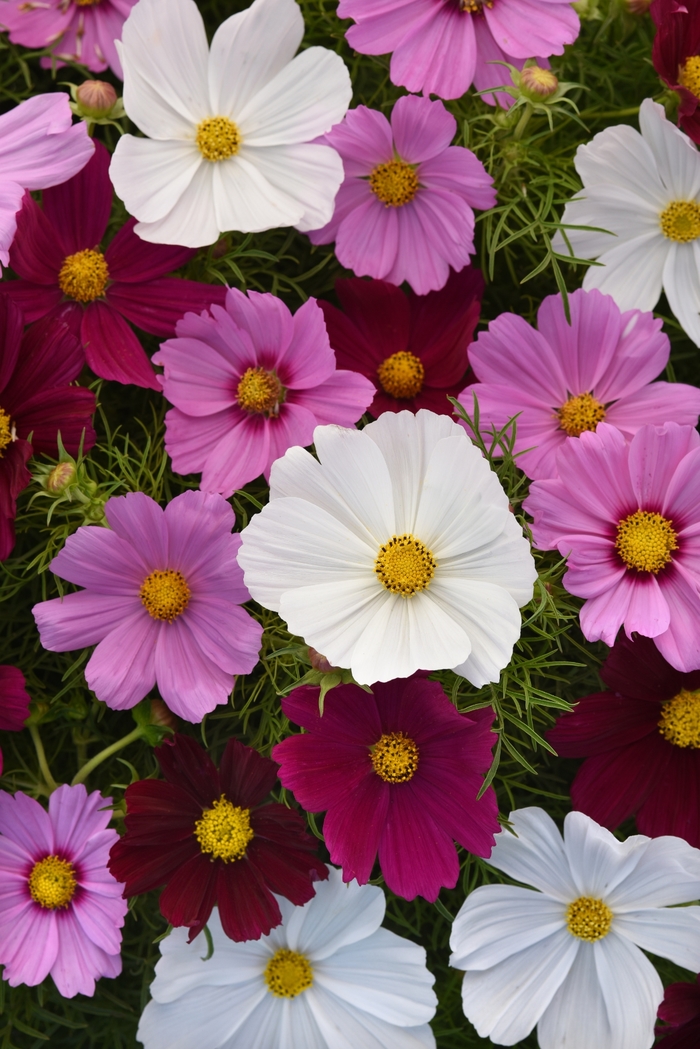 Sonata™ 'Mix' - Cosmos bipinnatus Sonata™ 'Mix' - Cosmos bipinnatus