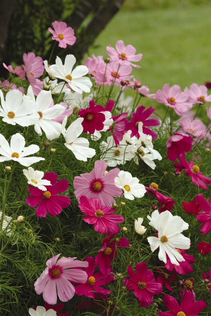 Sonata&trade; 'Mix' - Cosmos bipinnatus