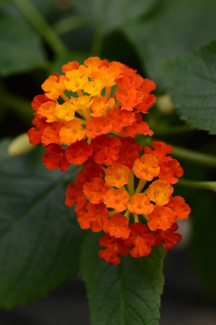 Landmark™ Lantana - Lantana camara 'Landmark Red' Landmark™ Lantana - Lantana camara 'Landmark Red'