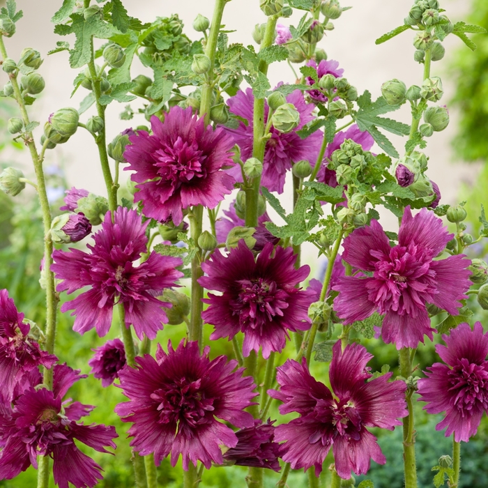 Hollyhock Spring Celebrities Purple - Alcea Rosea Hollyhock Spring Celebrities Purple - Alcea Rosea