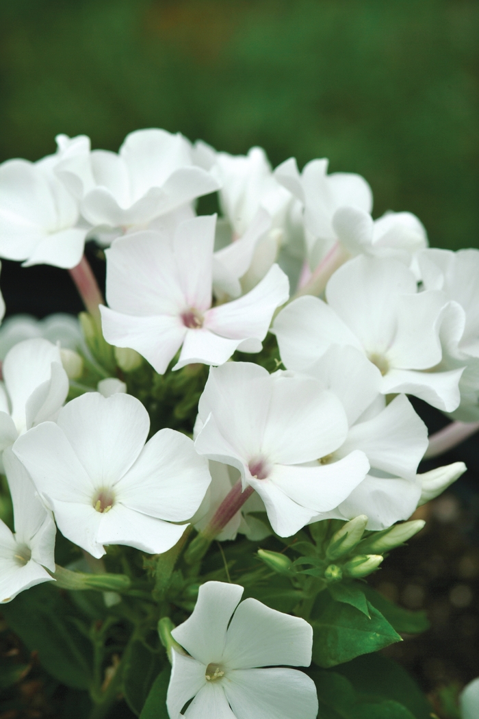 Phlox Garden - Phlox paniculata White flame™