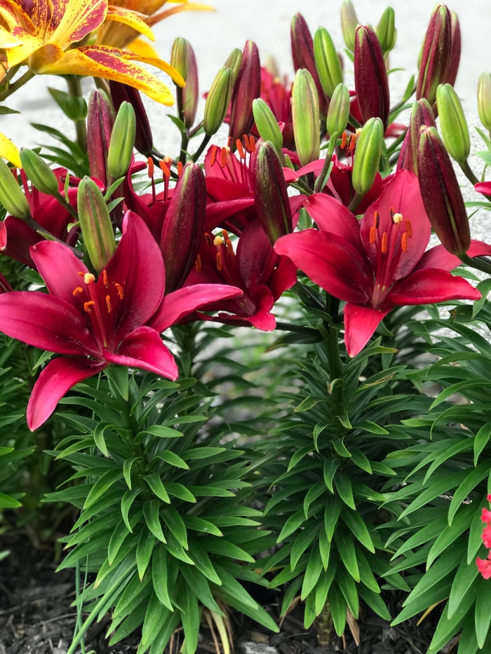 Lily - Lilium asiaticum 'Tiny Ghost'