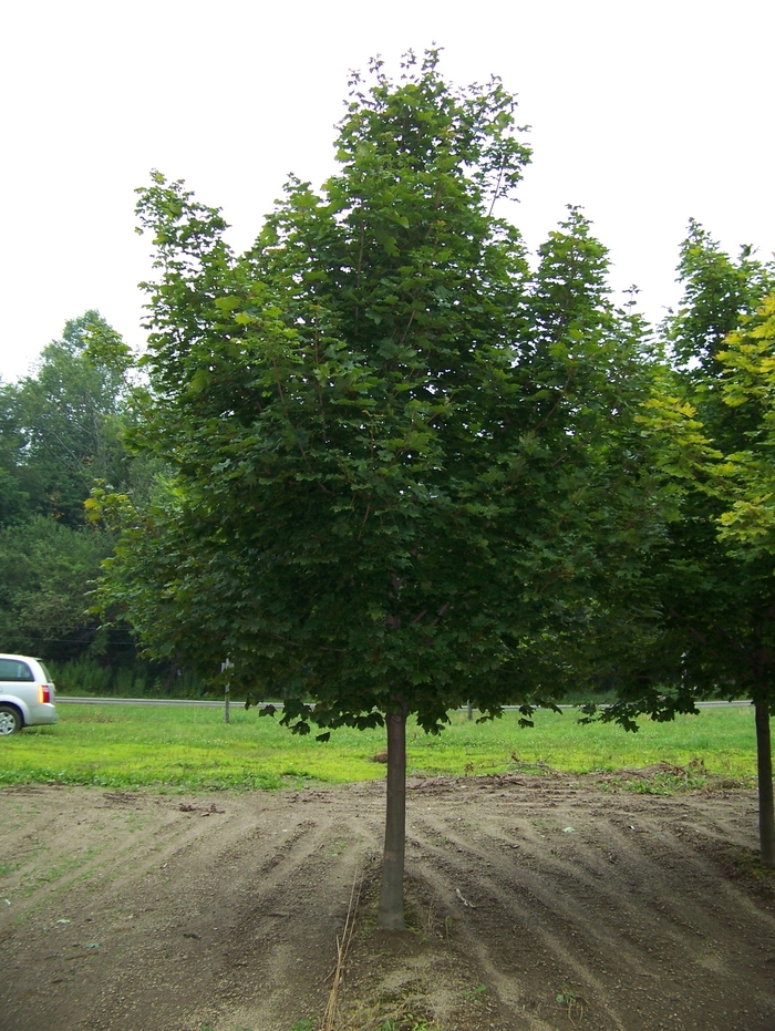 Emerald Luster Maple - Acer Emerald Luster Maple - Acer