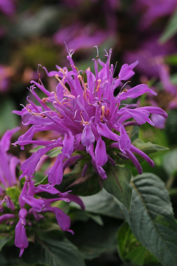 Balmy™ Lilac - Monarda didyma 'Lilac' Balbalmac PP26594 (Bee Balm)