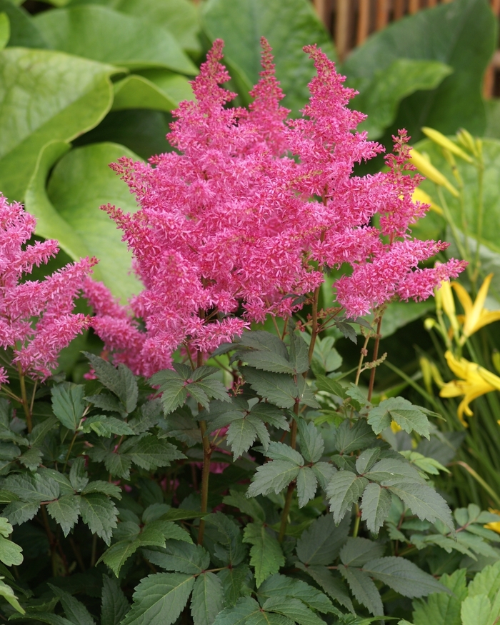 False Spirea - Astilbe x arendsii 'Rhythm and Blues' False Spirea - Astilbe x arendsii 'Rhythm and Blues'