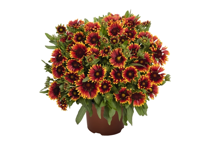 Blanket Flower - Gaillardia aristata 'Spintop Copper Sun'