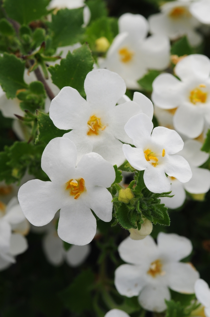 Scopia® 'Gullivar White' - Sutera cordata (Bacopa) Scopia® 'Gullivar White' - Sutera cordata (Bacopa)