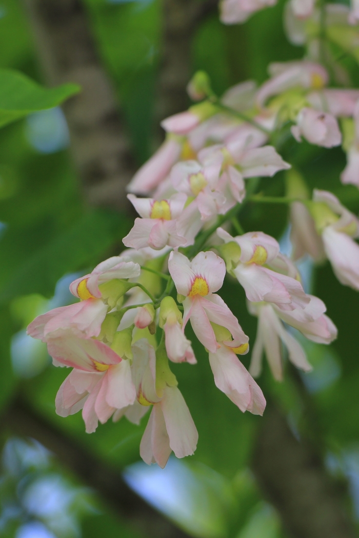 Perkins Pink Yellowwood - Cladrastis kentukea Perkins Pink Yellowwood - Cladrastis kentukea